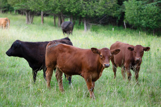 istock Brown and black cows grazing peacefully in a field. 2160732971