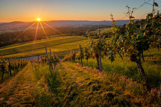 istock Sunrise with sunstars in a german vineyard scene 2160733089