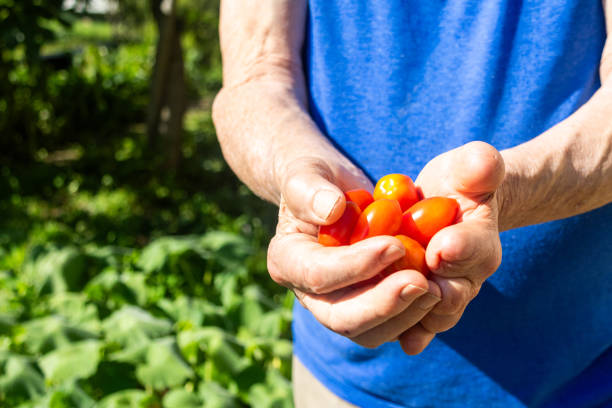 Man who is holding in his hands red tomatoes