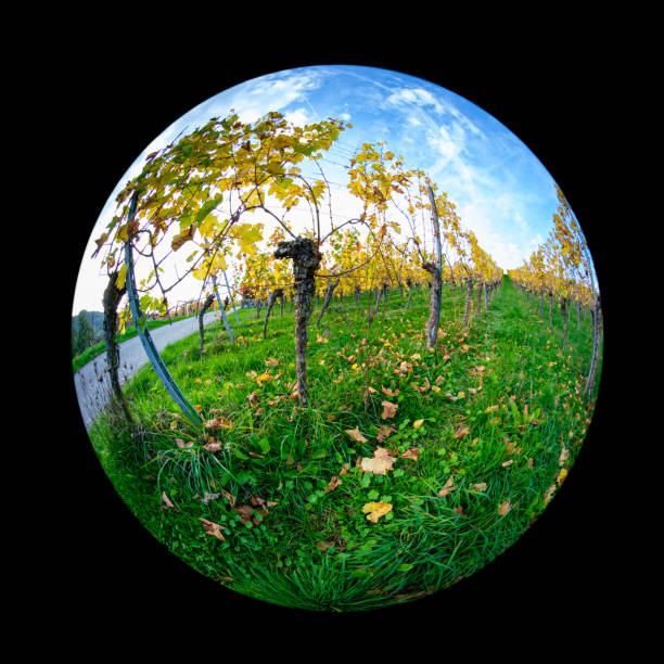 istock Vines in vineyard in yellow fall with fish-eye distortion 2160733645