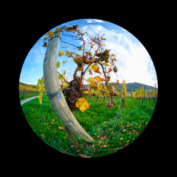 istock Old vine in vineyard with fish-eye distortion 2160733731