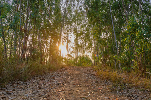 Eucalyptus trees in the morning sunlight