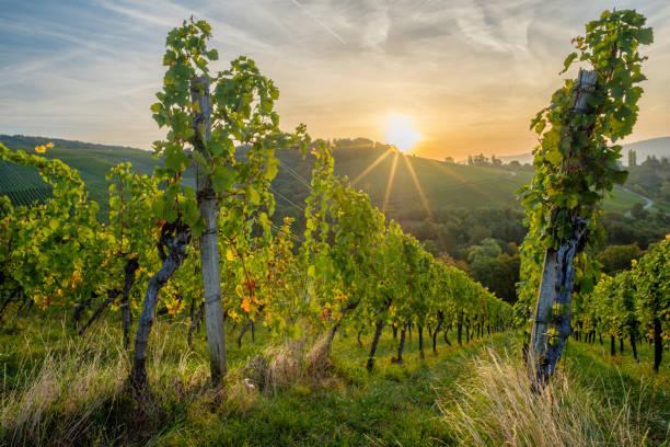 istock Morning sun with star in vineyard landscape 2160734076