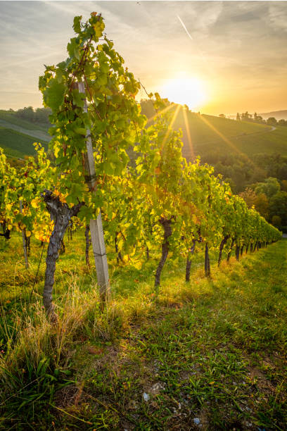 istock Morning sunrise wit sun star in german vineyard 2160734123