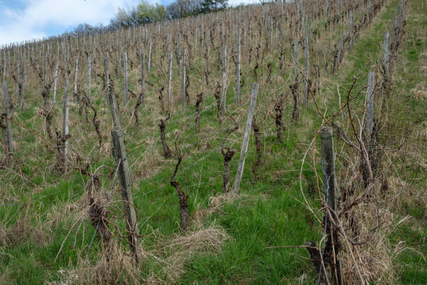 Beautiful view of yellow leaves in vineyard during autumn season