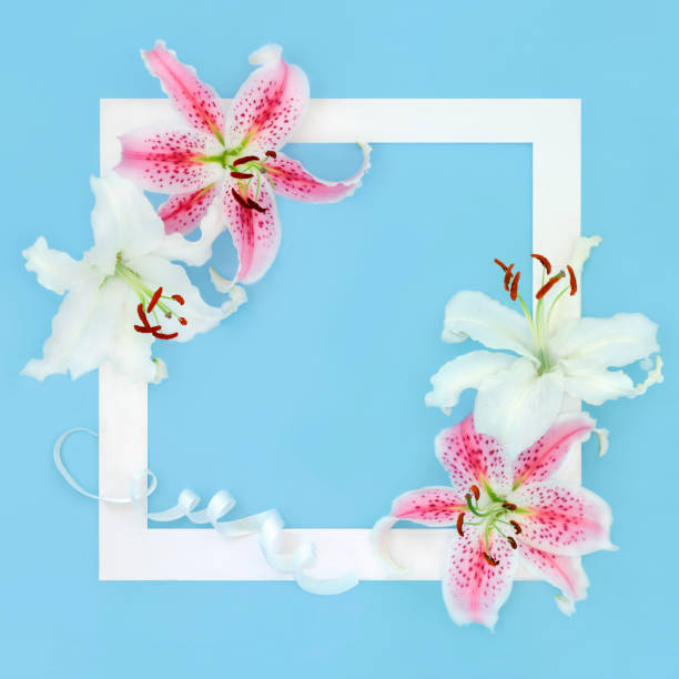 istock Pink and White Lily Flower Beautiful Background Border 2160734401