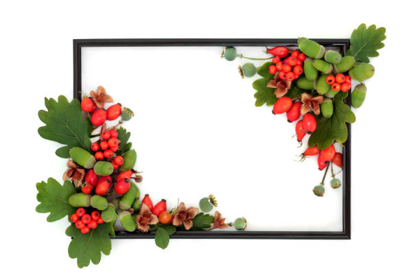 Autumn Fall berry fruit nuts, seeds and oak leaf background border. Vivid abstract red green colorful harvest festival nature design on white, black picture frame.