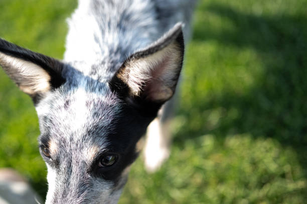 Close up of an Australian Cattle Dog Blue Heeler running towards camera
