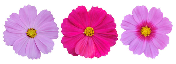 istock Set of Cosmos flower isolated on white background, clipping path 2160736975