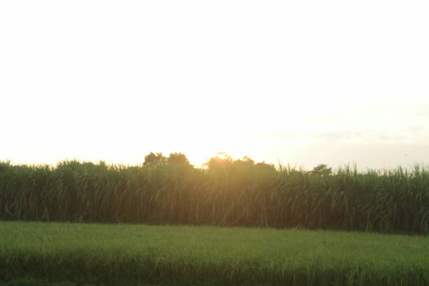 Golden Hour on the rice field
