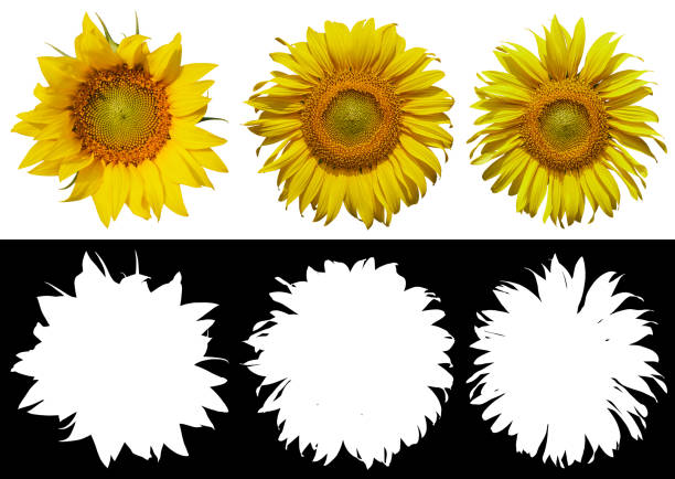 sunflower isolated on white background. clipping path