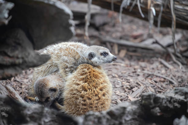 istock Several cute meerkats sit in a tight group, keeping each other warm. Close-up 2160737573