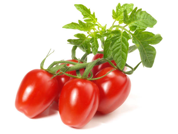 istock Datterino Plum Tomatoes with Tomato Leaves on white Background 2160738873