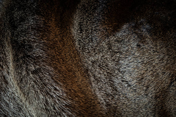 istock fur of deer close up 2160739679