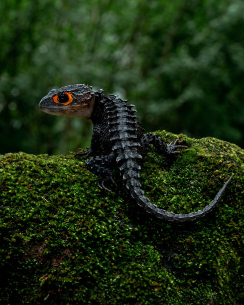 istock Red eyed crocodile skink 2160743201