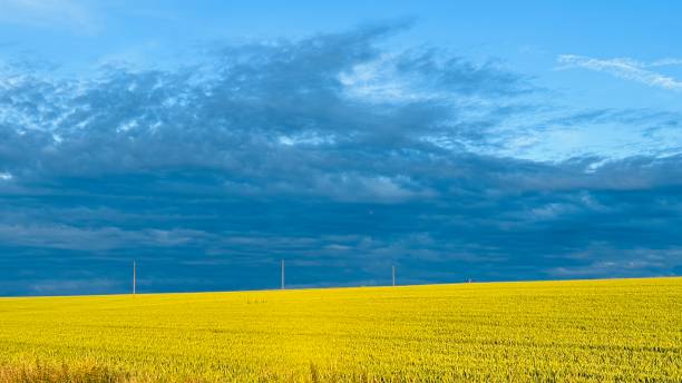 Yellow agricultural field under dramatic sky