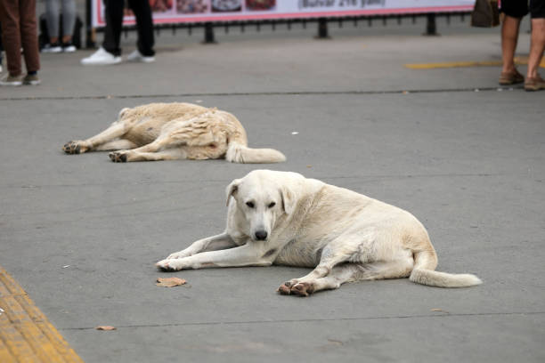 Two stray dogs resting on pavement in Istanbul Turkiye