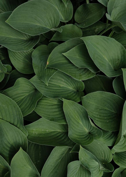 istock Leaves of the hosta plant 2160745030