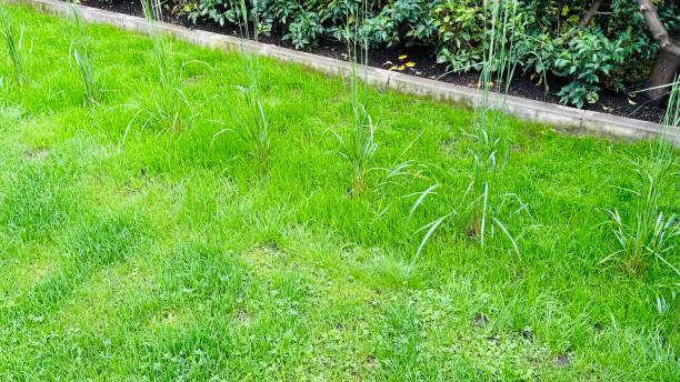 istock Lawn with new seeded grass 2160745364