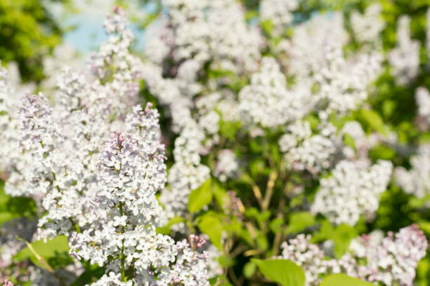 Spring blooming lilac flowers, closeup