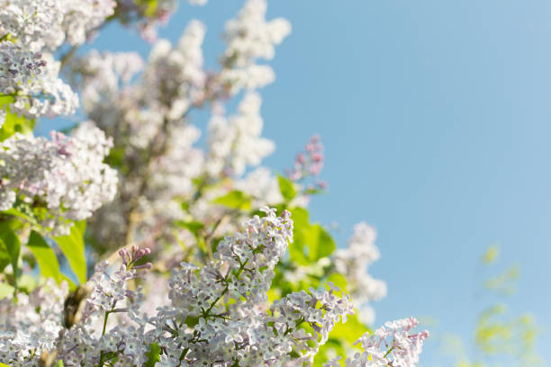 Spring blooming lilac flowers on sky background