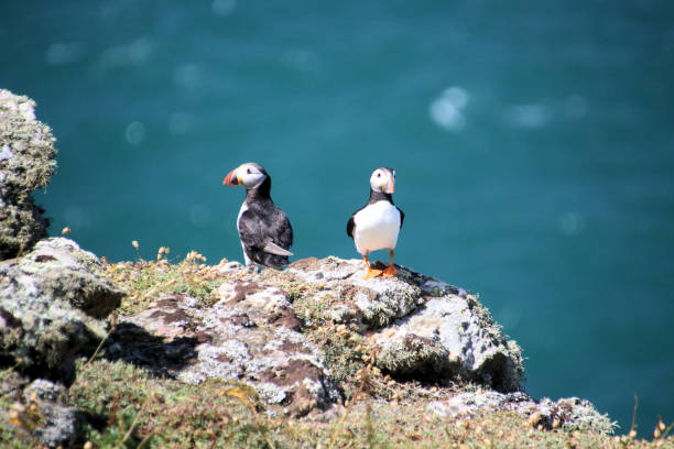 A view of an Atlantic Puffin on Skomer Island