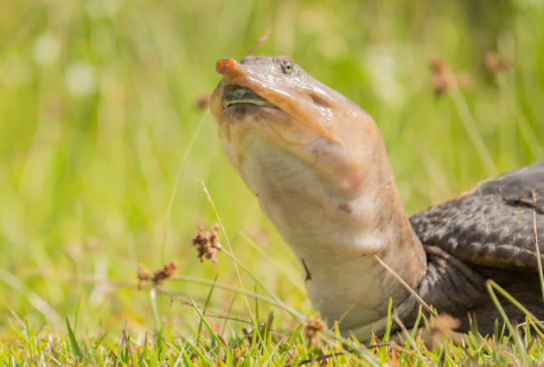 A soft shell turtle in the grass in Everglades National Park in Florida. United States