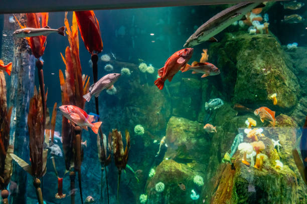 istock Aquarium Fish Variety 2160746905