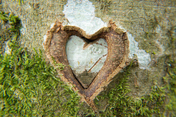 istock A tree bears evidence of love and romance. 2160747277