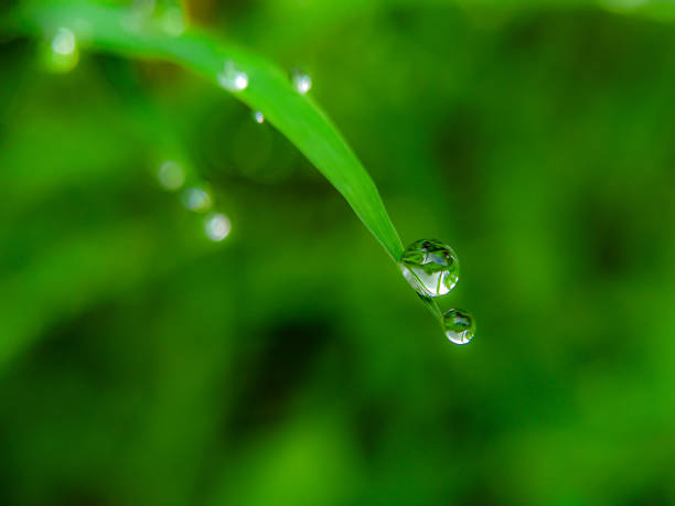 istock Dew on the edge of the grass 2160747685