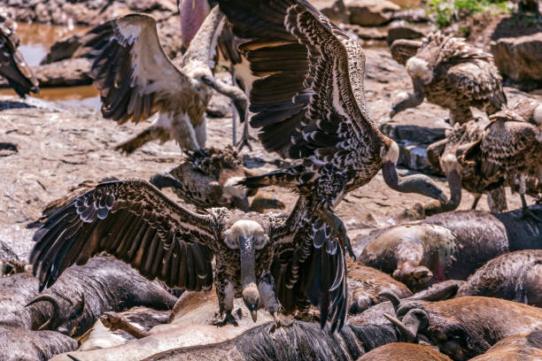 istock Vultures are scavengers, meaning that they eat dead animals. 2160749807