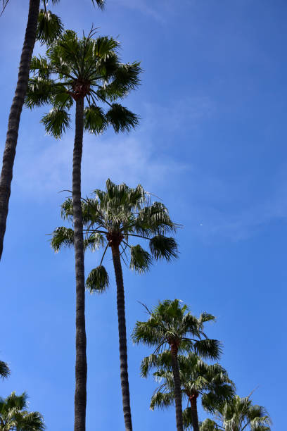 istock Tall Mexican Fan Palms lining the street 2160750139