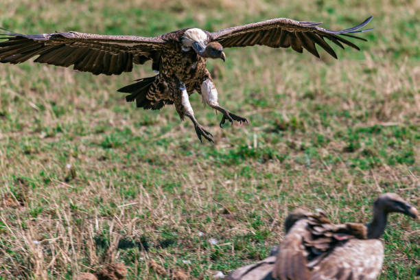 istock Vultures are scavengers, meaning that they eat dead animals. 2160751327