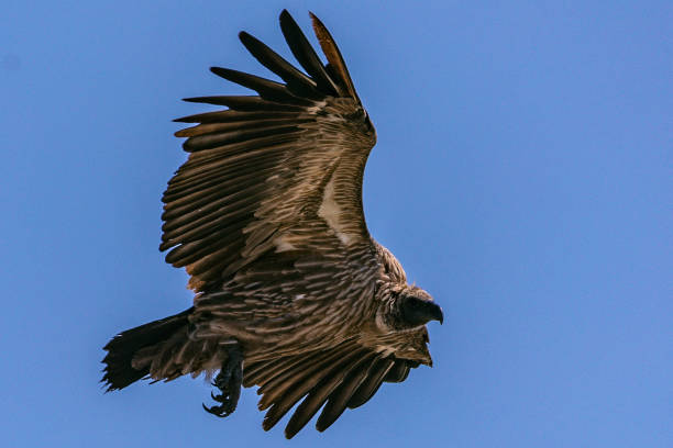 istock Vultures are scavengers, meaning that they eat dead animals. 2160751411