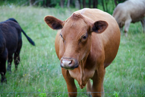 istock brown cow with ring in nose farm agriculture 2160751654