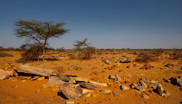 istock The trees of the Sahara Desert 2160752495