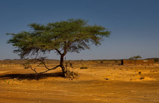 istock The trees of the Sahara Desert 2160752498