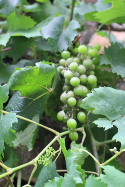 istock Green grapes in the vineyard in spring 2160752824