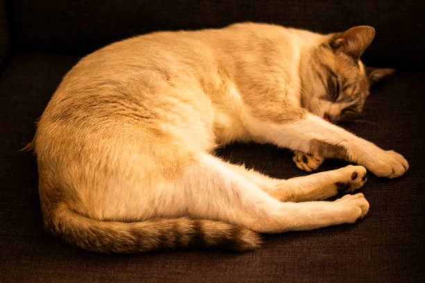 stray cat close up sleeping photos in detail