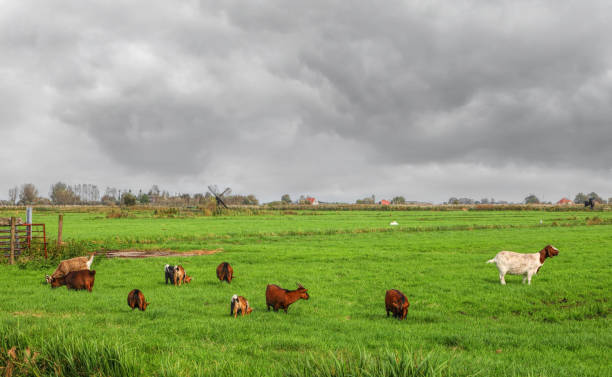 Dutch meadow panoramic landscape with traditional water canals. Pastures of green juicy grass. Dutch breed and sheep and goats grazing. Netherlands