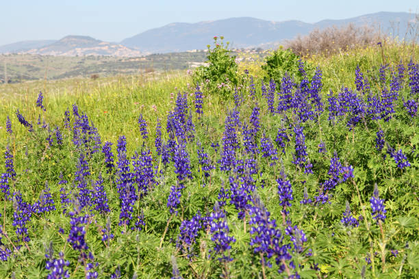 Blue lupins in a garden in Sweden