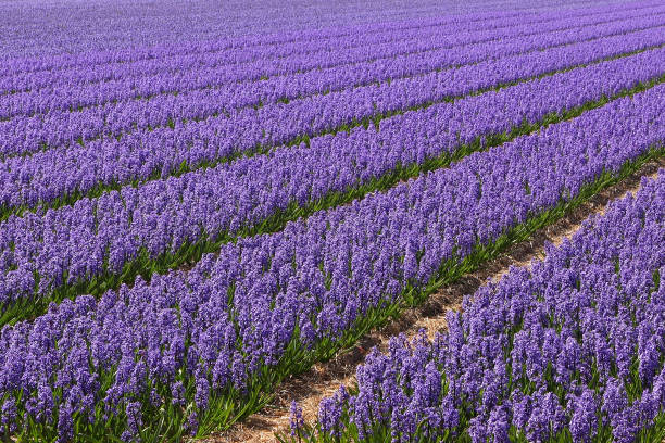 istock Fields of blooming blue and purple hyacinths 2160753386