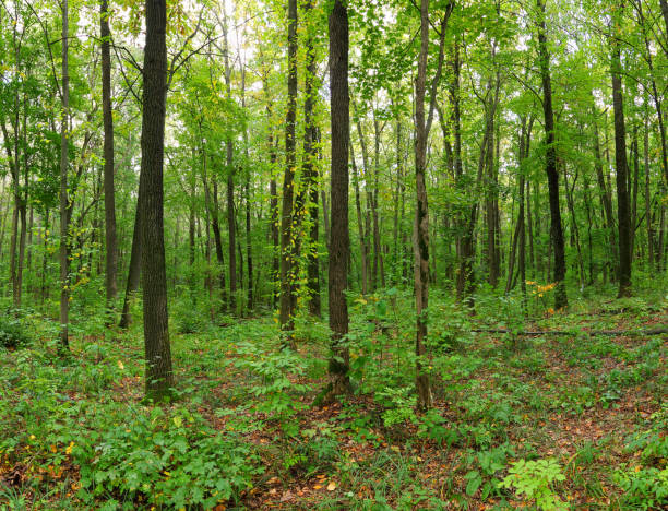istock Green forest landscape with trunks of trees covered with a moss 2160753388