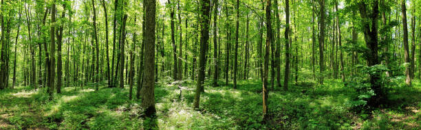 istock Green forest landscape with trunks of trees covered with a moss 2160753400