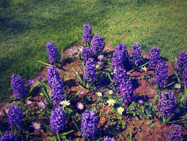Blooming hyacinths in Lisse, Netherlands. It’s known for the Keukenhof garden, which has millions of spring-flowering bulbs. Magic Dutch spring  flowers blossom
