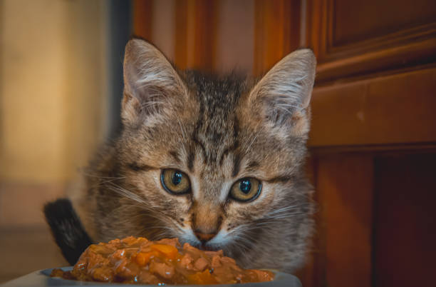 young animal, a young cat with its tongue sticking out. cheerful little animal, cheerful little cat. funny Face