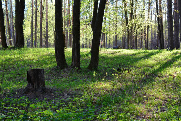 a forest with tree trunks, green grass and sunbeams