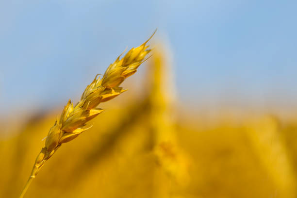 summer golden wheat field under a  blue sky