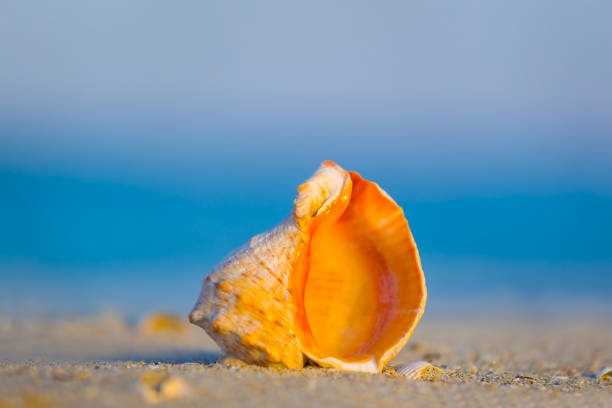 closeup marine shell lie on sandy sea beach