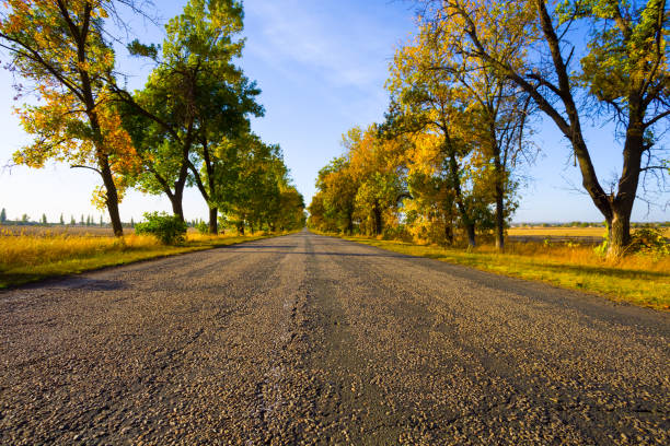 asphalt road among red dry autumn trees